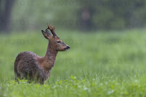 Roebuck (Capreolus capreolus) during a rain shower, the retracted eavesdroppers signalise
