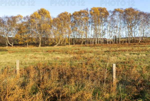 Silver birch trees, Betula pendula, brown autumn leaves on heathland, Sutton Heath, Suffolk,