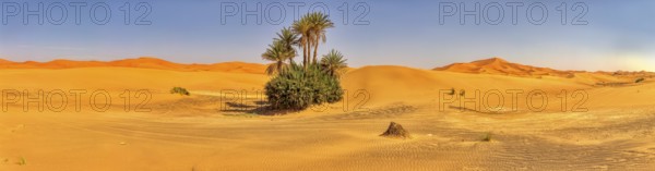 A wide panorama of a small oasis with palm trees in the endless expanse of the desert, Sahara,