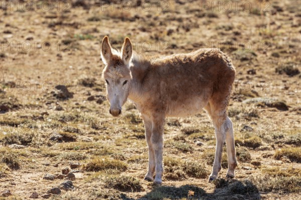 MAR, donkey
