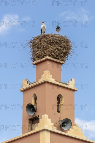 MAR, Dade Valley, storks