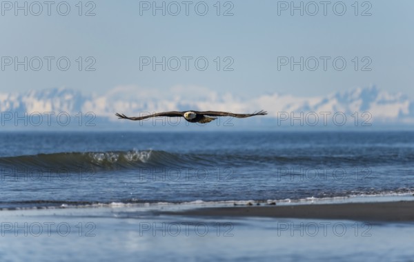 Bald eagle (Haliaeetus leucocephalus) in flight, Anchor Point at Cook Inlet, white mountain peaks