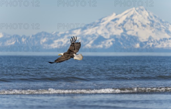 Bald eagle (Haliaeetus leucocephalus) in flight, Anchor Point at Cook Inlet, white mountain peak of