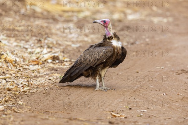 Black-capped vulture (Necrsoyrtes monachus) Zambia