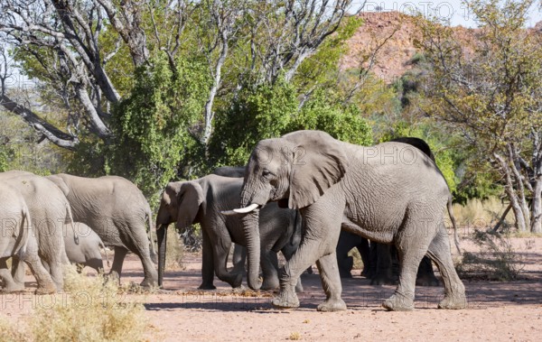 Herd of African elephants (Loxodonta africana), desert elephants, riverbed of the Ugab River,