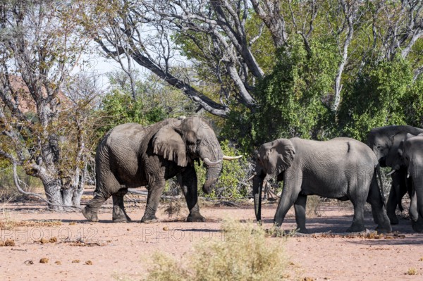 African elephant (Loxodonta africana), adult male and herd, desert elephant, in the riverbed of the