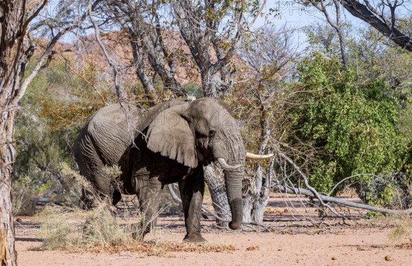 African elephant (Loxodonta africana), adult male, desert elephant, in the riverbed of the Ugab
