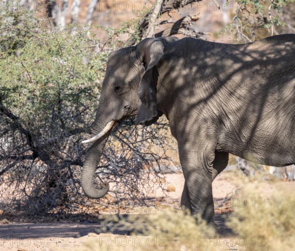 African elephant (Loxodonta africana), desert elephant, riverbed of the Ugab River, Damaraland,