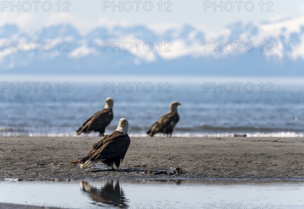 Several bald eagles (Haliaeetus leucocephalus) on the beach, Anchor Point, behind white peaks of