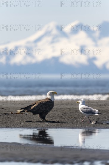 Bald eagle (Haliaeetus leucocephalus) on the beach, Anchor Point, behind white peaks of the