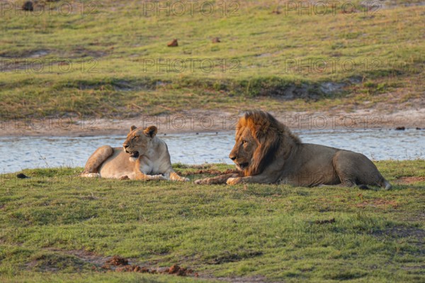 Maned lion and lioness, lion (Panthera leo), Ihaha, Chobe National Park, Botswana