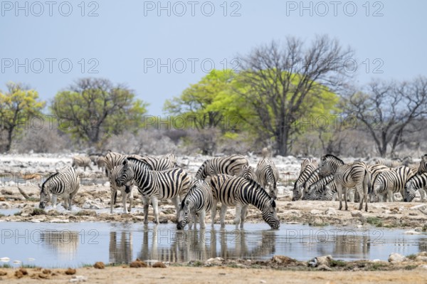 Herd of plains zebra (Equus quagga) at a waterhole, Etosha National Park, Namibia