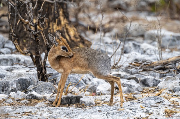 Damara dik-dik or kirk dik-dik (Madoqua kirkii), adult animal in the undergrowth, Etosha National