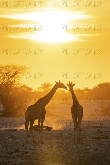 Angola giraffe (Giraffa giraffa angolensis), two giraffes in the backlight at sunset, atmospheric