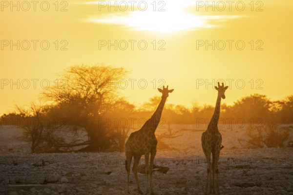 Angola giraffe (Giraffa giraffa angolensis), two giraffes in the backlight at sunset, atmospheric