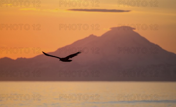 Bald eagle (Haliaeetus leucocephalus) flying in front of mountain silhouettes of the Aleutian chain