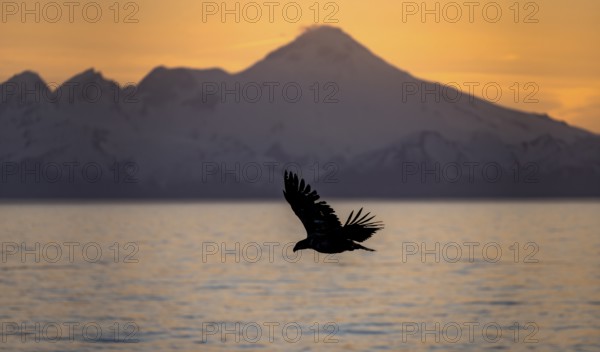 Bald eagle (Haliaeetus leucocephalus) flying in front of mountain silhouettes of the Aleutian chain