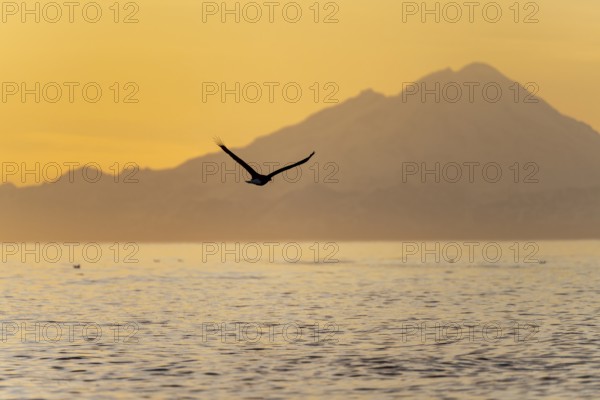 Bald eagle (Haliaeetus leucocephalus) flying in front of mountain silhouettes of the Aleutian chain