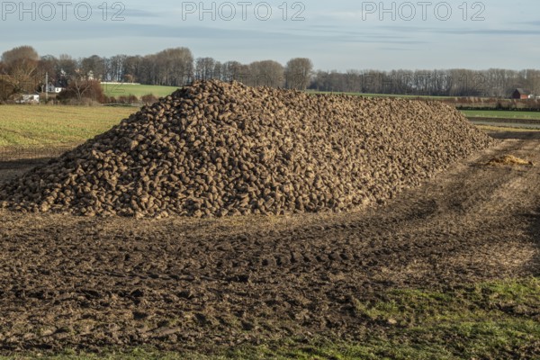 Pile of harvested sugar beets waiting for transport to sugar factory. Ystad Municipality, Skåne