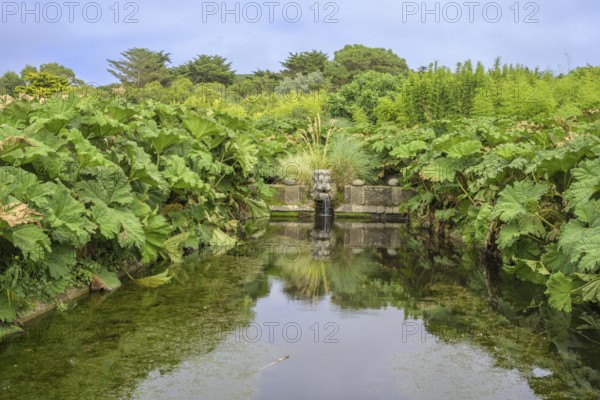 Pond framed by mammoth leaf (Gunnera manicata), Jardin botanique de Vauville, Beaumont-Hague, La