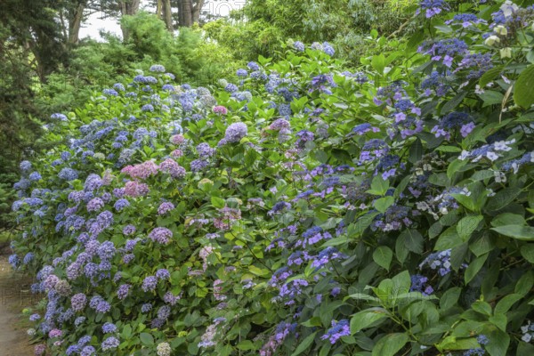 Blooming hydrangeas, Jardin botanique de Vauville, Beaumont-Hague, La Hague, Manche department,