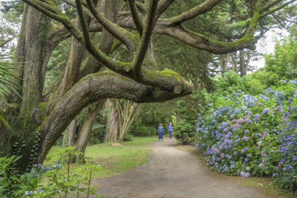 Pinus ponderosa, Jardin Botanique de Vauville, Beaumont-Hague, La Hague, Manche Department, France