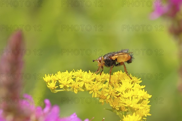 Hedgehog fly (Tachina fera), collecting nectar from a yellow flower of Solidago canadensis