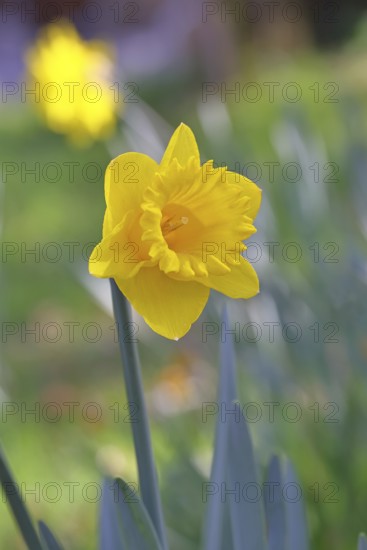 Daffodil (Narcissus), yellow flower in a garden, close-up, Wilnsdorf, North Rhine-Westphalia,