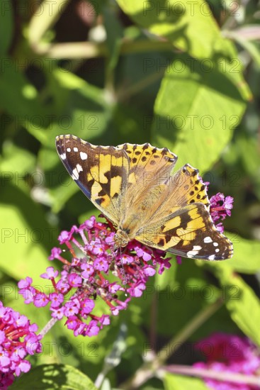 Thistle butterfly (Vanessa cardui) on a Buddleja davidii flower, Wilnsdorf, North Rhine-Westphalia,