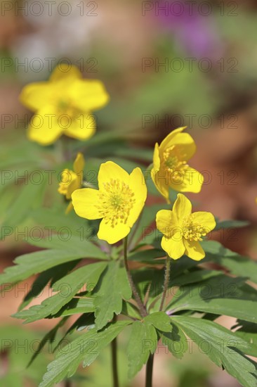 Yellow Anemone, Anemone ranunculoides, Yellow Wood Anemone, Anemone ranunculoides, in a beech