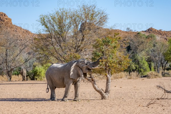 African elephant (Loxodonta africana), desert elephant in barren desert landscape, eating leaves in