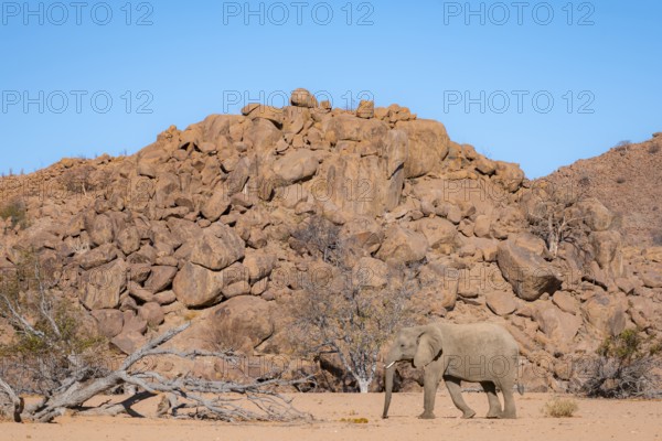 African elephant (Loxodonta africana), desert elephant in barren desert landscape, riverbed of the