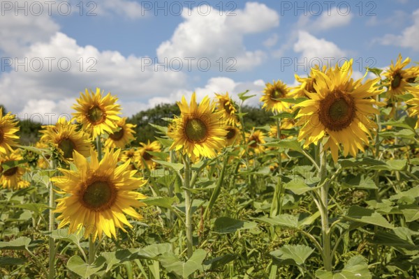 Sunflowers (Helianthus annuus), sunflower field, Palatinate, Rhineland-Palatinate, Germany