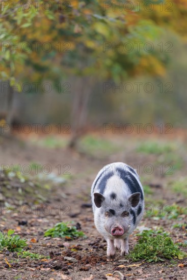 A Kunekune pig (sus scrofa domesticus), a domestic breed from New Zealand walks through a natural