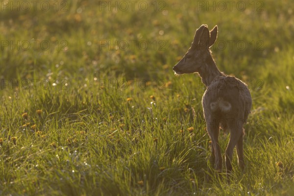 Roebuck (Capreolus capreolus) with velvet horns against the light, Germany
