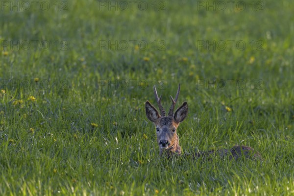 A roebuck (Capreolus capreolus) resting in a meadow, summer coat, summer cover, Germany