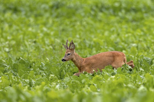 An old roebuck (Capreolus capreolus) purposefully follows the whistling of a doe ready to mate,