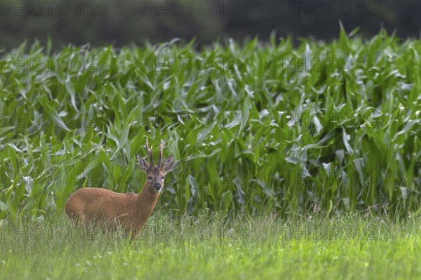 Roebuck (Capreolus capreolus) with unusual horns, an 8-pointer, abnormal, eyes, eye contact, summer