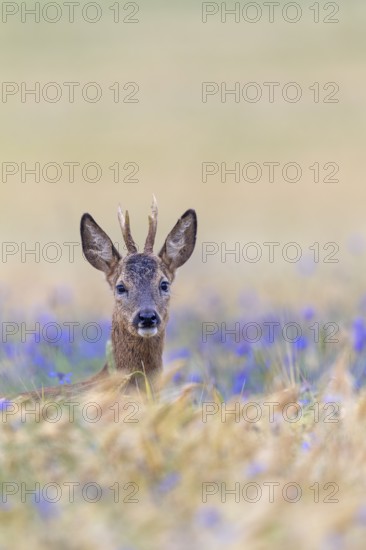 A roebuck (Capreolus capreolus) peers attentively out of a barley field with flowering cornflowers