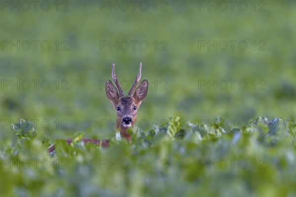 Roebuck (Capreolus capreolus) in a sugar beet field, eye contact, summer coat, Germany