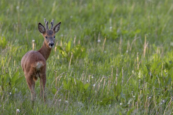 Roebuck (Capreolus capreolus) yearling in summer cover, the horns are still wearing the velvet,