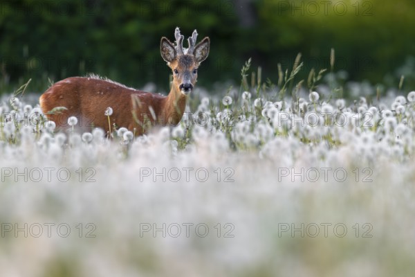 Roebuck (Capreolus capreolus) yearling with bast horns grazing on a dandelion meadow (Taraxacum