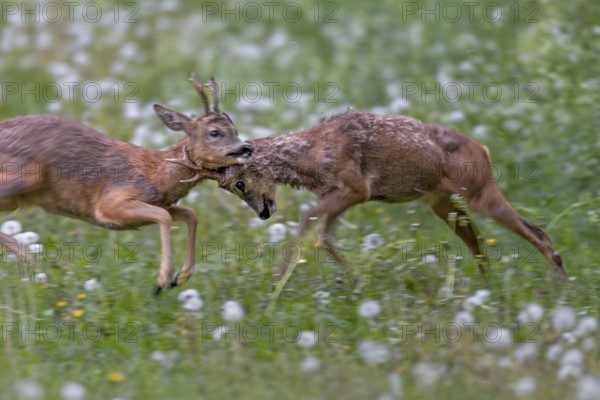 The territorial roebuck (Capreolus capreolus) is so aggressive that it attacks the entire body of