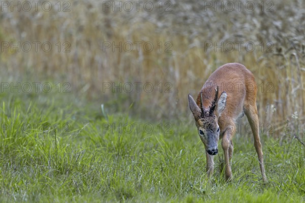 A roebuck (Capreolus capreolus) impresses a doe in the leaf season and strikes the ground with its