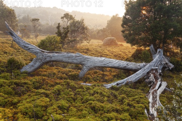 Dead wood of King Billy pine at sunrise. Morning atmosphere with dead wood in Cradle Mountains