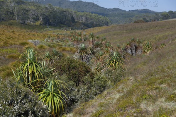 Endemic pandani giant grass tree in the valley in Cradle Mountains National Park in Tasmania,
