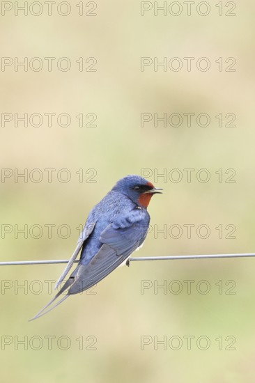 Barn swallow (Hirundo rustica) sitting on a pasture fence, wildlife, animals, birds, swallows,