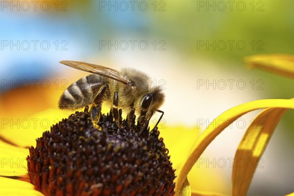 European honey bee (Apis mellifera), collecting nectar from a flower of yellow coneflower
