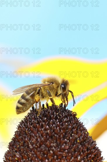 European honey bee (Apis mellifera), collecting nectar from a flower of yellow coneflower