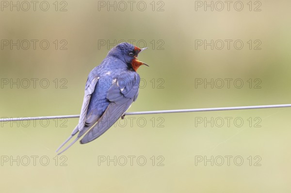 Barn swallow (Hirundo rustica) sitting on a pasture fence, wildlife, animals, birds, swallows,